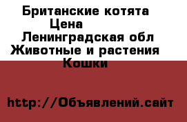 Британские котята › Цена ­ 2 500 - Ленинградская обл. Животные и растения » Кошки   